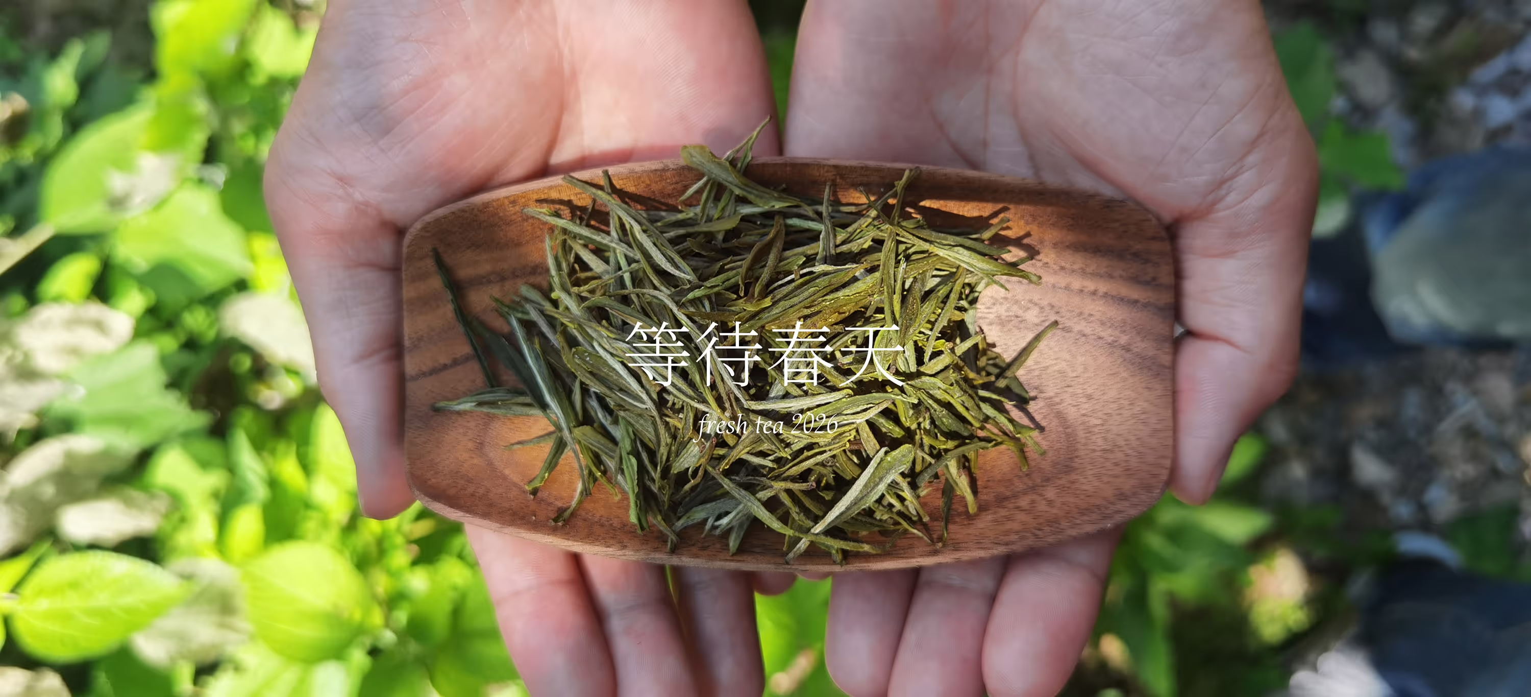 2026春茶