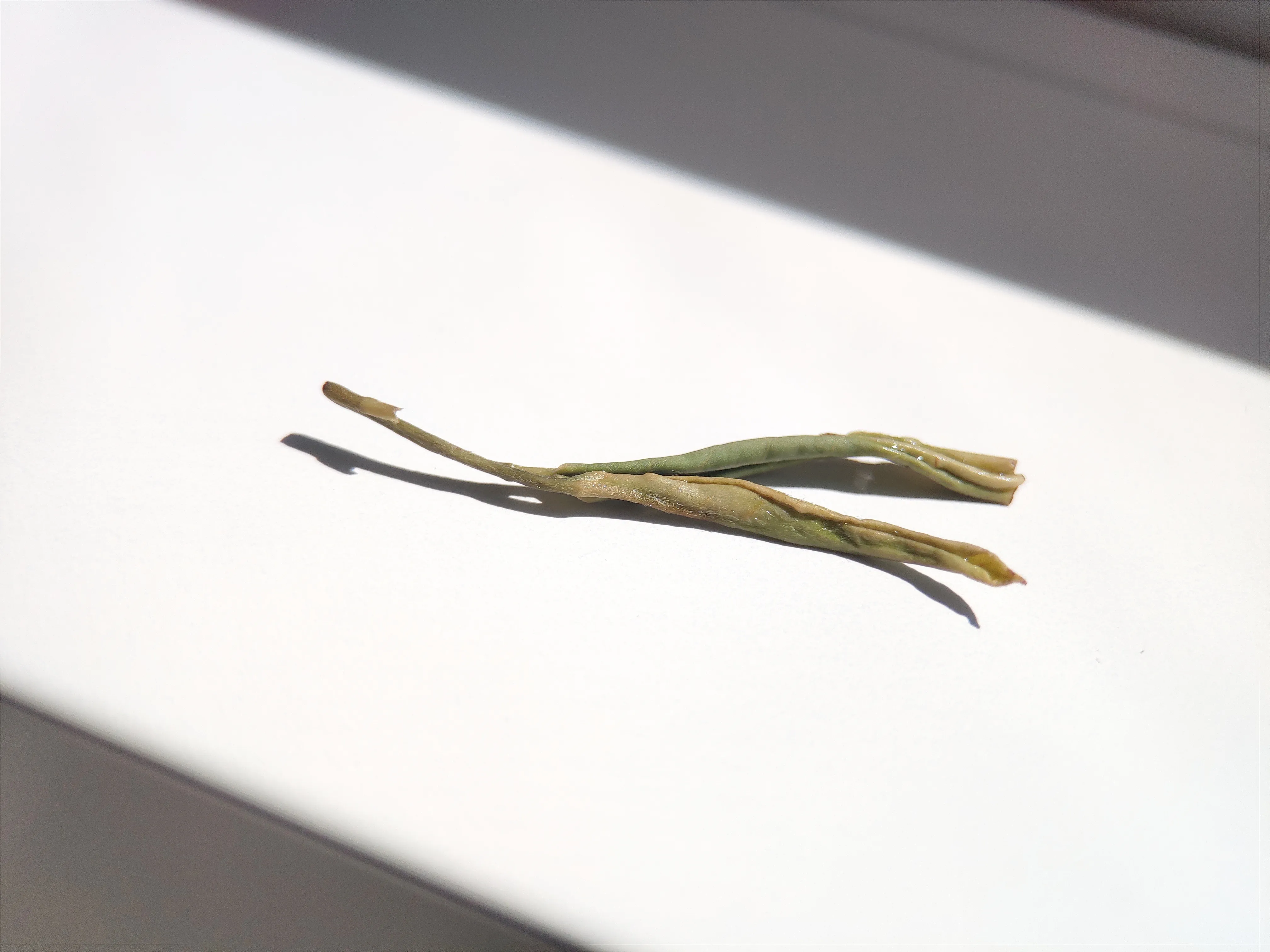 一根茶