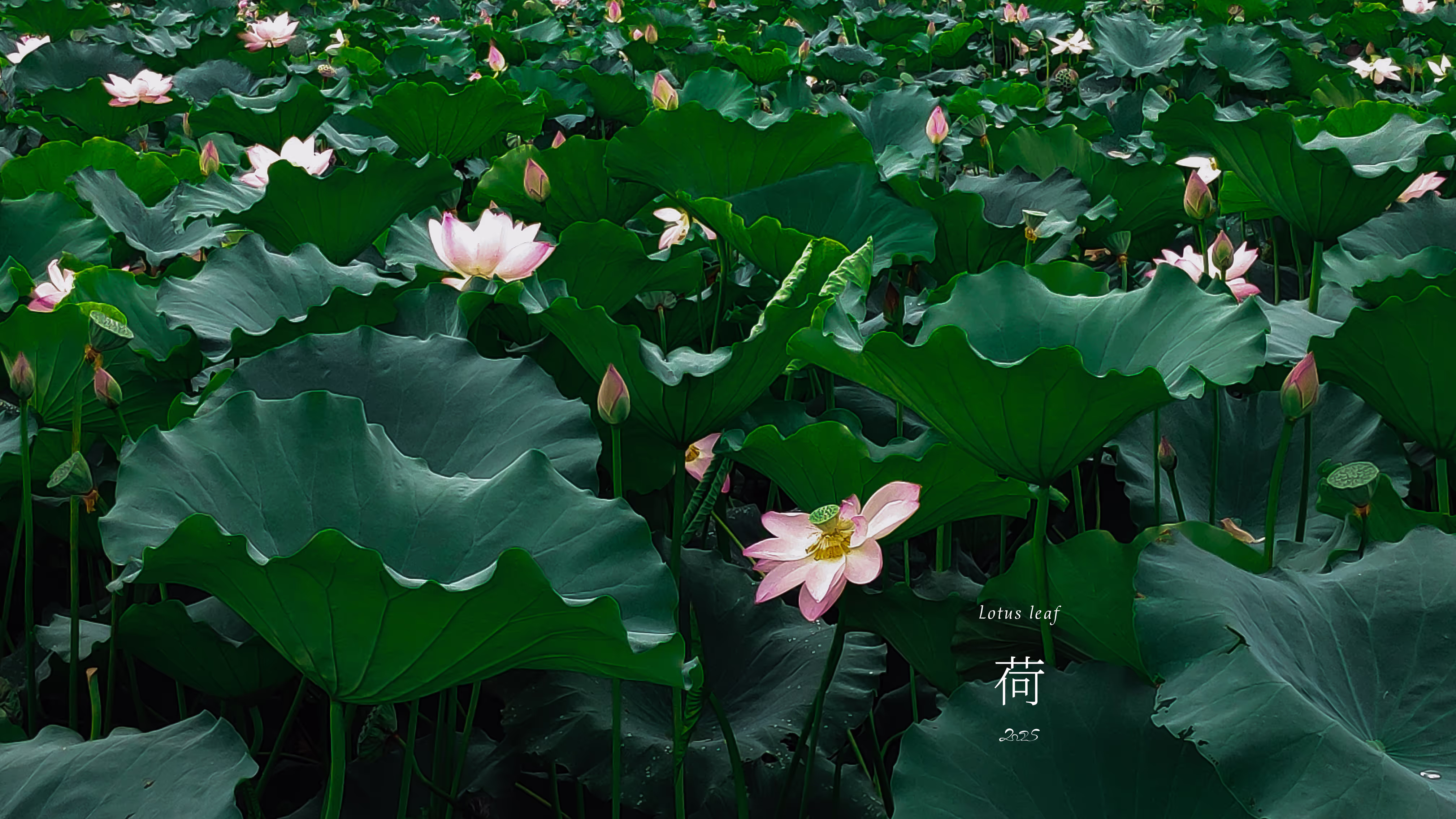 回复图片12