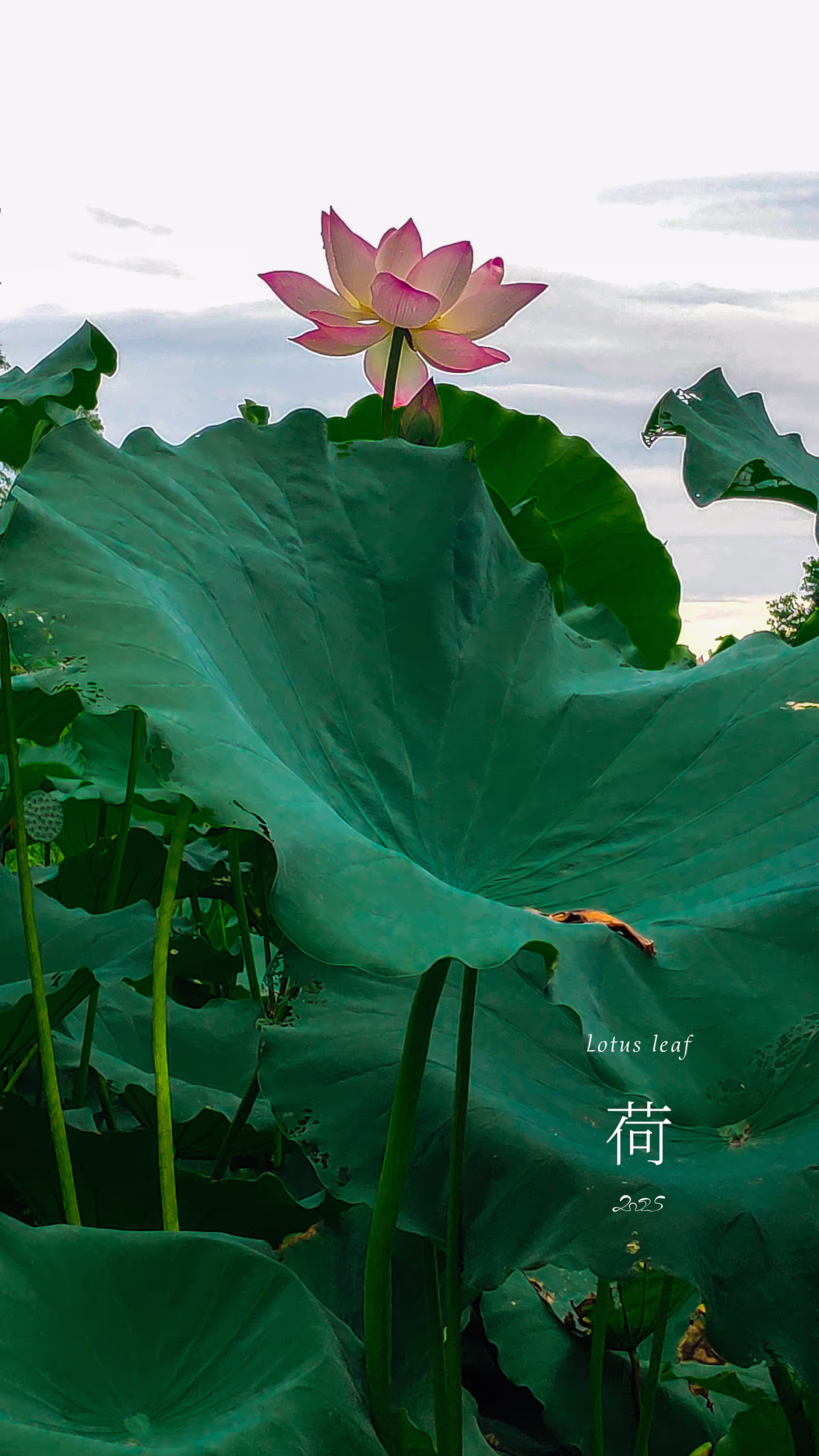回复图片2