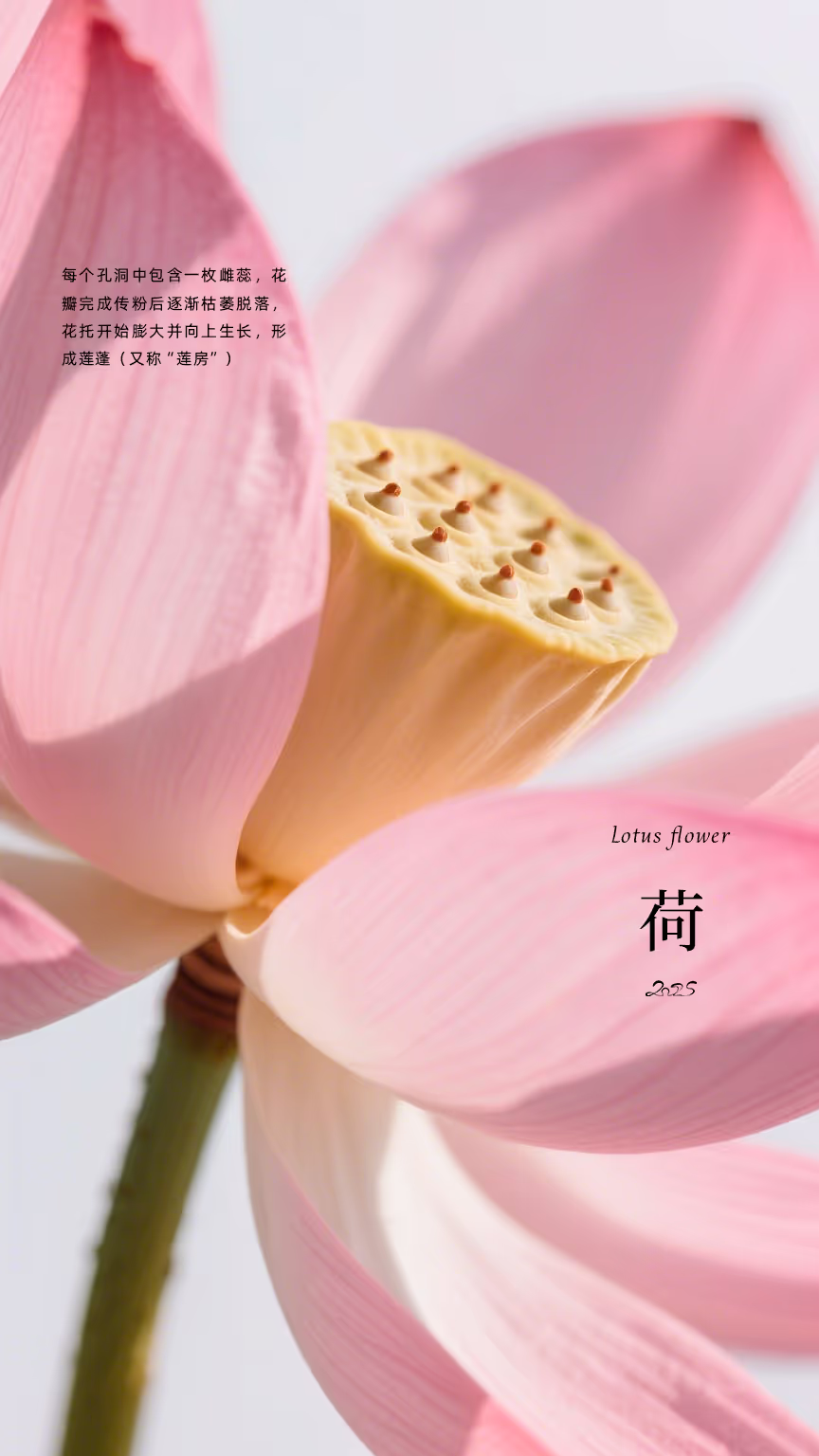 红茶评论配图