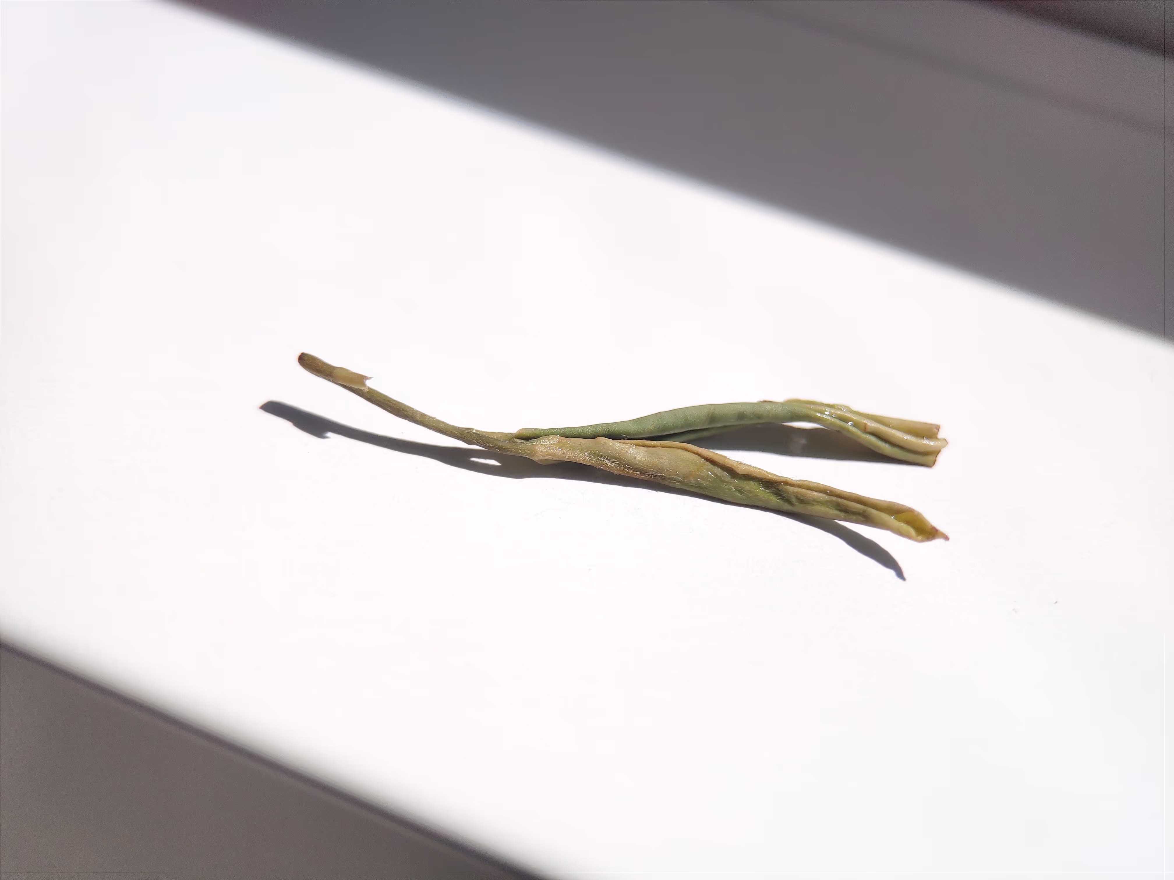 一根茶